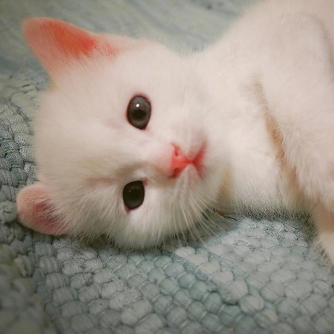 点击大图看下一张：一只白色绒毛呆萌小猫咪图片