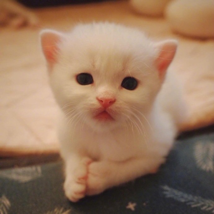 点击大图看下一张：一只白色绒毛呆萌小猫咪图片