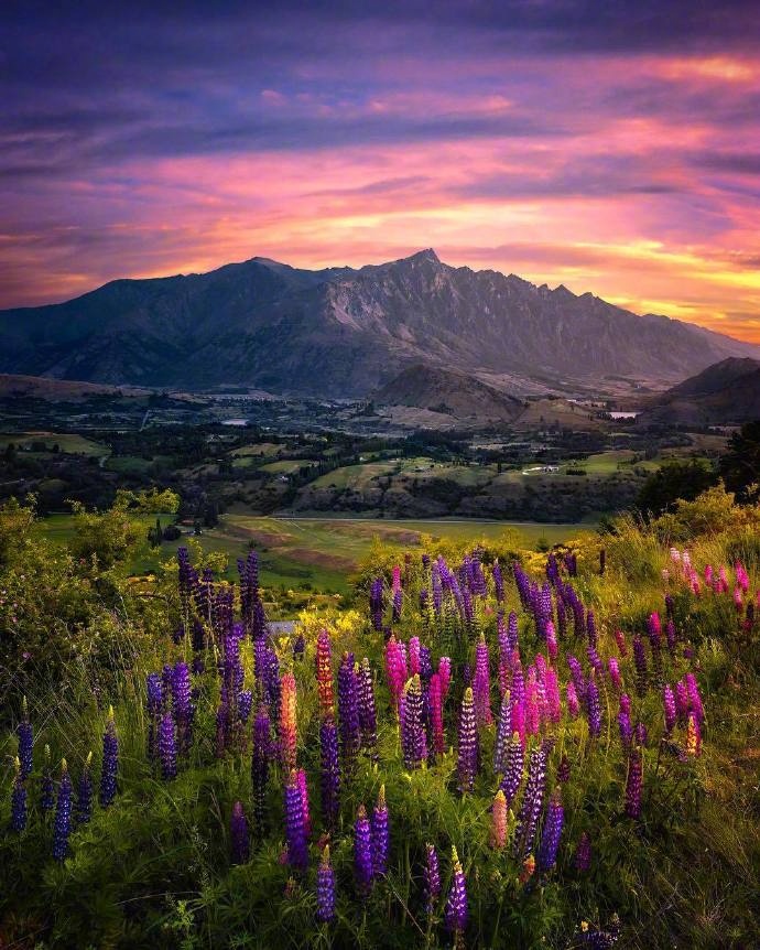 点击大图看下一张：天空下呈现出妖娆紫色的薰衣草
