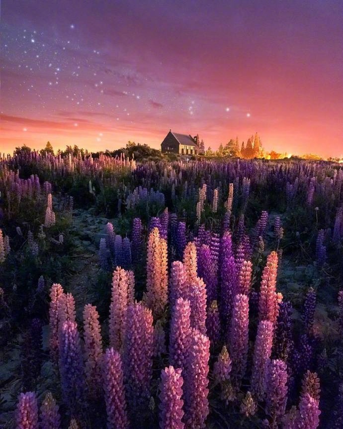点击大图看下一张：天空下呈现出妖娆紫色的薰衣草