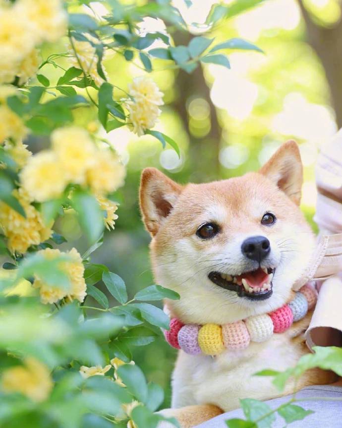 点击大图看下一张：花丛中开心的狗狗图片