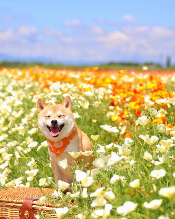 点击大图看下一张：花丛中开心的狗狗图片
