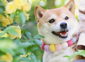 花丛中开心的狗狗图片