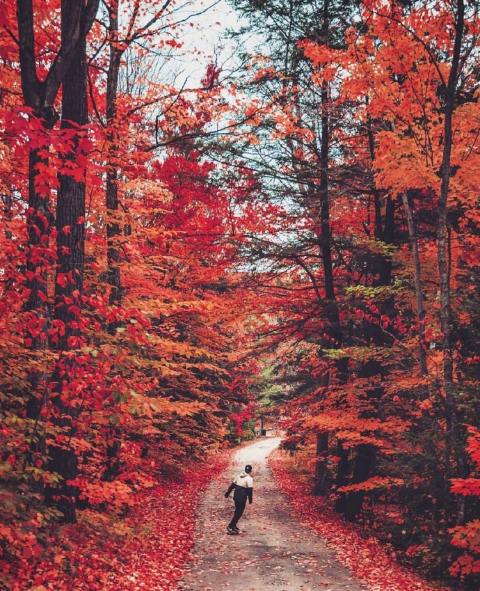 点击大图看下一张：加拿大的秋天树叶红的像一片海