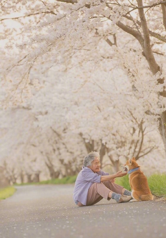 点击大图看下一张：狗狗陪伴老人的暖心拍摄九张图片欣赏