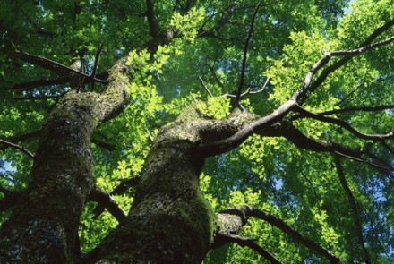 点击大图看下一张：绿树成荫树木旺盛高大雄伟的图片