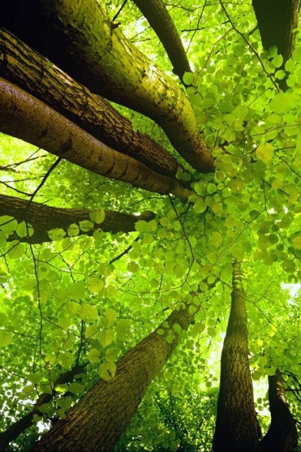 点击大图看下一张：绿树成荫树木旺盛高大雄伟的图片