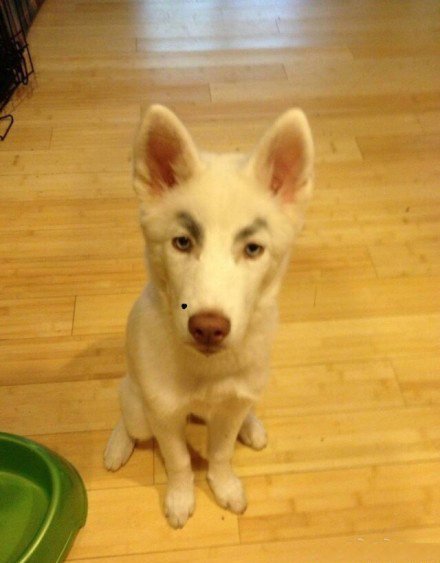 点击大图看下一张：画了眉毛的搞笑狗狗图片