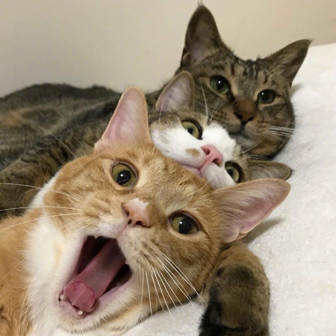 点击大图看下一张：三只小猫一起合拍的呆萌搞笑图片