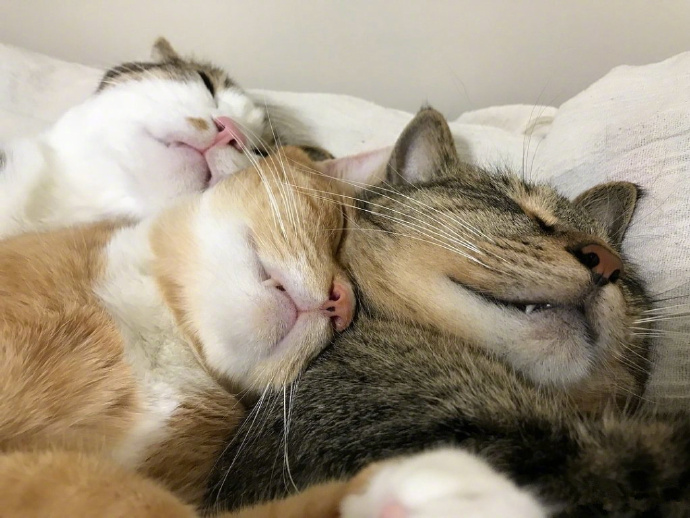 点击大图看下一张：三只小猫一起合拍的呆萌搞笑图片