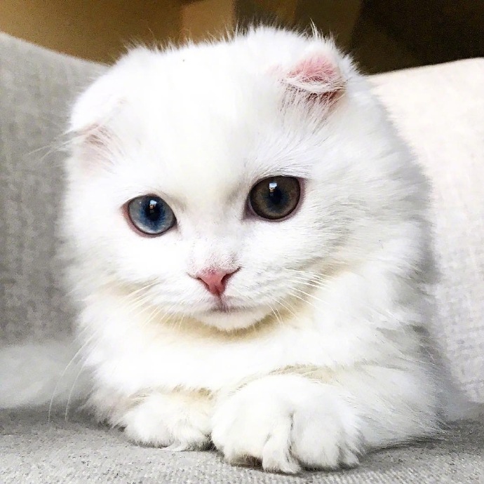 点击大图看下一张：一套异瞳纯白色呆萌小猫九张图片欣赏