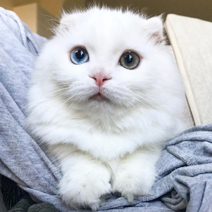 点击大图看下一张：一套异瞳纯白色呆萌小猫九张图片欣赏