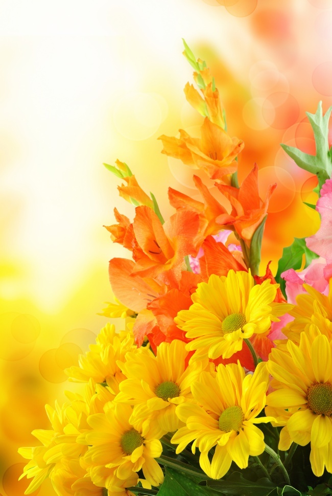 点击大图看下一张：向着朝阳正在绽放的花朵图片