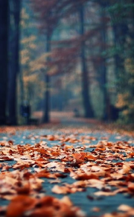 点击大图看下一张：超唯美的秋天落叶风景图片欣赏