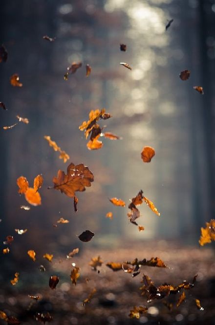 点击大图看下一张：超唯美的秋天落叶风景图片欣赏