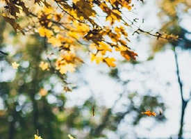 超唯美的秋天落叶风景图片欣赏
