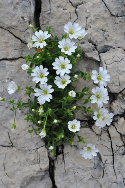 点击大图看下一张：石缝中长出的坚强的花朵