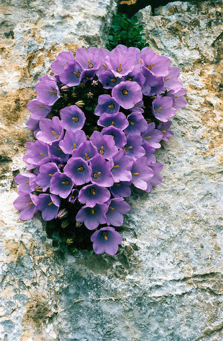 点击大图看下一张：石缝中长出的坚强的花朵