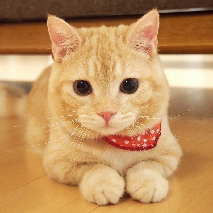 点击大图看下一张:一只爆炸萌的可爱小猫图片