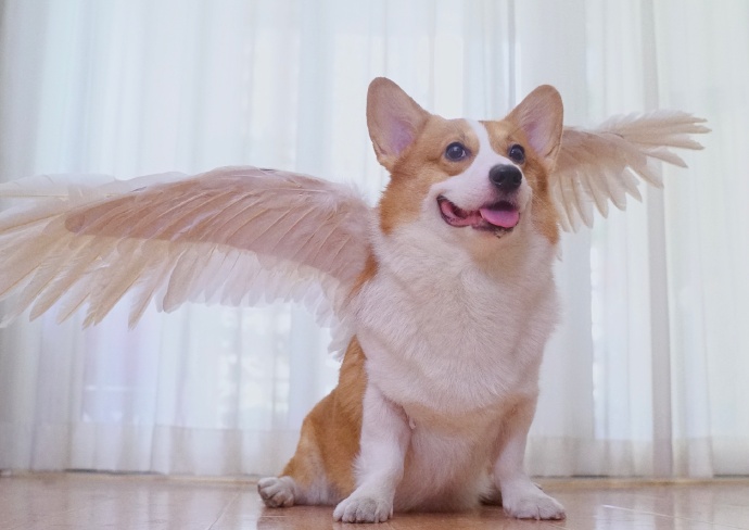 点击大图看下一张：有翅膀的天使狗狗图片欣赏