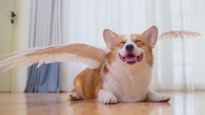 点击大图看下一张：有翅膀的天使狗狗图片欣赏