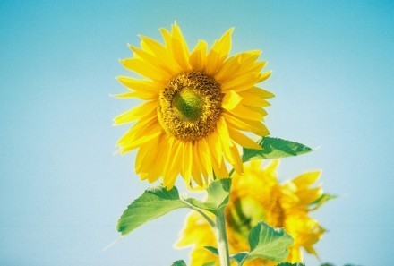点击大图看下一张：像这向日葵一样对着生活微笑