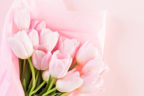 点击大图看下一张：超唯美的淡淡粉郁金香图片
