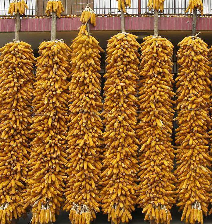 点击大图看下一张：秋天黄黄的大玉米丰收图片