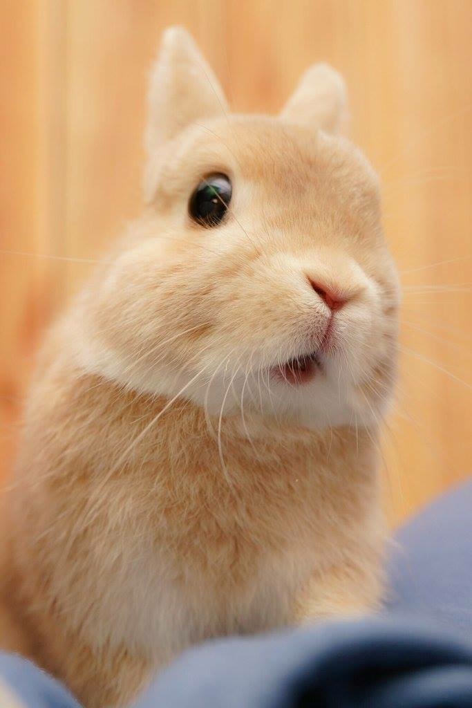 点击大图看下一张：心都要融化了的超级可爱的小兔兔图片