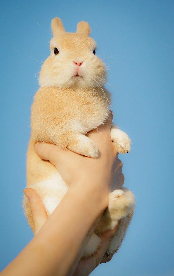 点击大图看下一张：心都要融化了的超级可爱的小兔兔图片