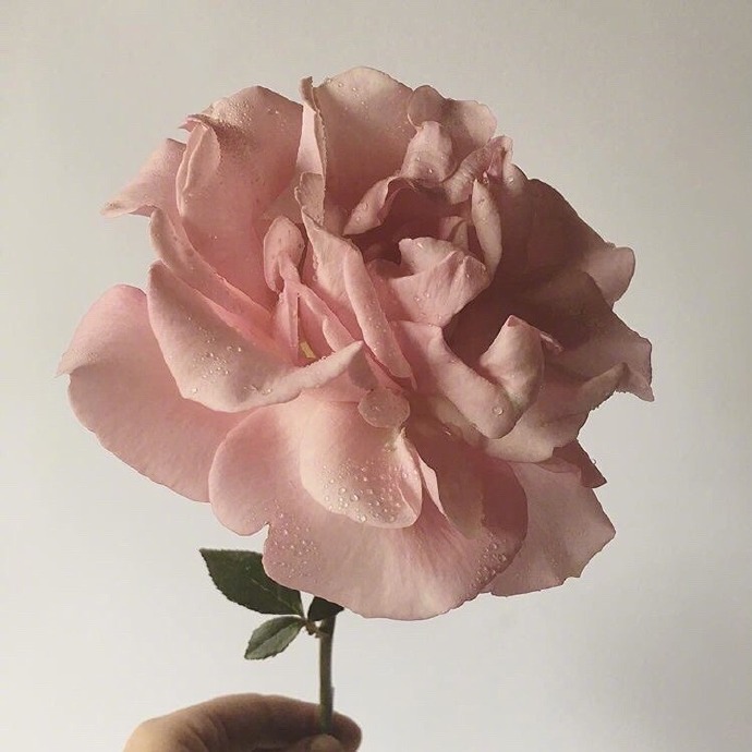 点击大图看下一张：粉哒哒的玫瑰背景素材图片