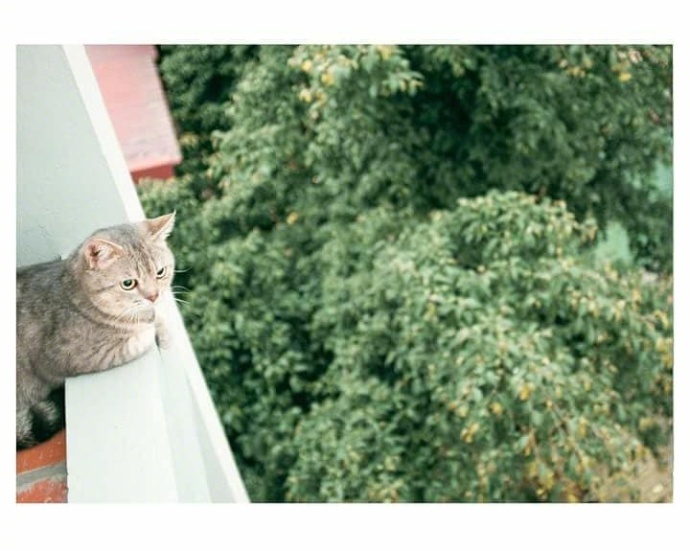 点击大图看下一张：猫咪趴在阳台上好唯美图片欣赏