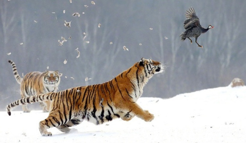 点击大图看下一张：威武的老虎捕捉猎物的图片