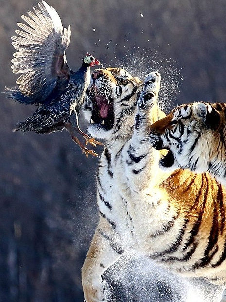 点击大图看下一张：威武的老虎捕捉猎物的图片