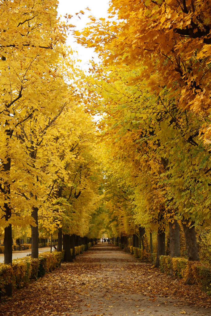 点击大图看下一张：秋天如歌，落叶一点点地走完自己的旅程