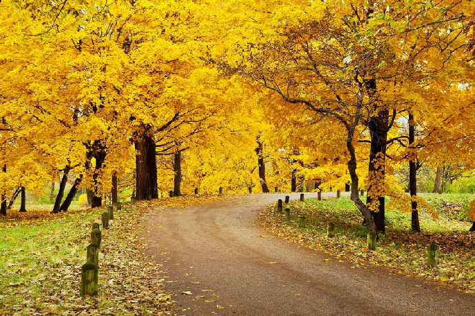 点击大图看下一张：秋天如歌，落叶一点点地走完自己的旅程