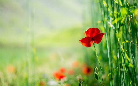 点击大图看下一张：便面如春花，定是能感动人的 罂粟花图片欣赏