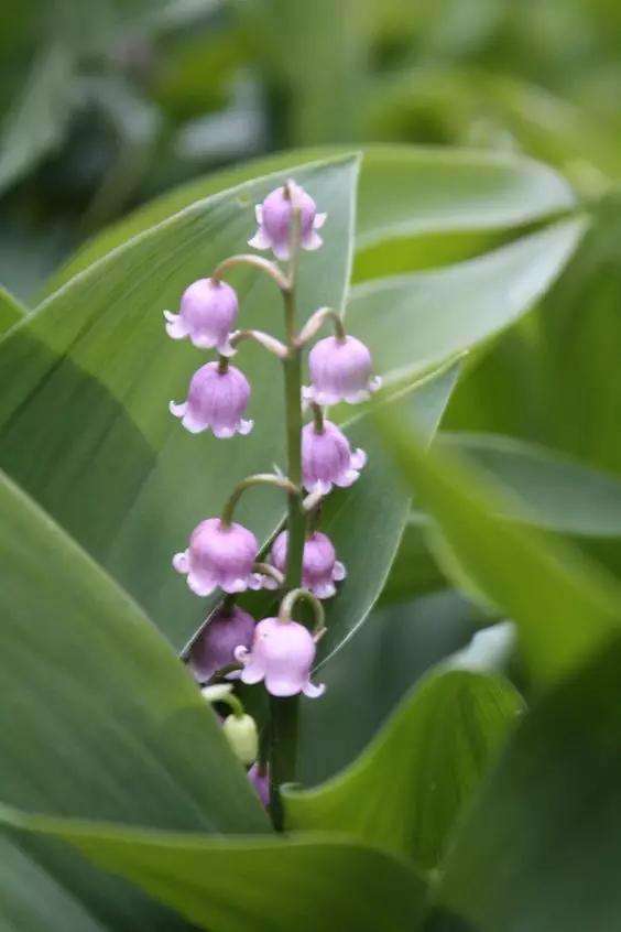 点击大图看下一张：简单唯美的粉紫色铃兰花图片欣赏