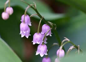 简单唯美的粉紫色铃兰花图片欣赏