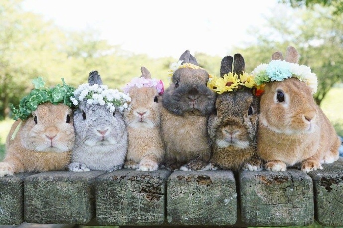 点击大图看下一张：带花环的兔兔排排坐 超级萌