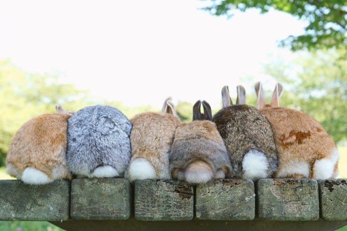 点击大图看下一张：带花环的兔兔排排坐 超级萌