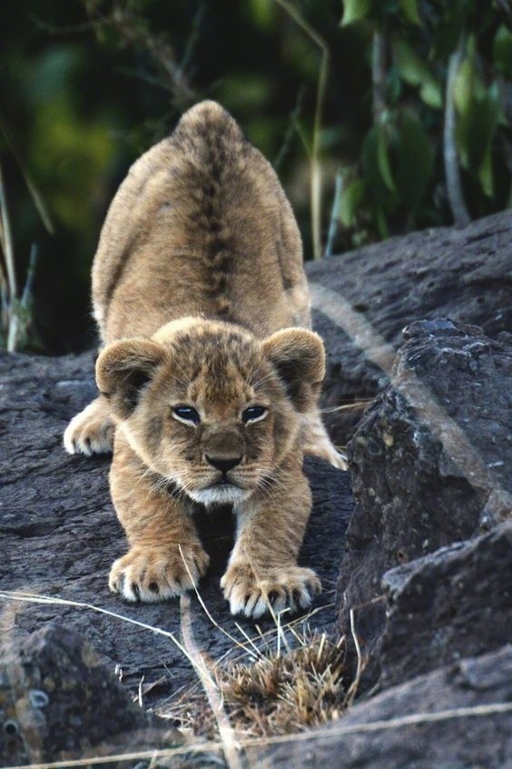 点击大图看下一张：调皮可爱的小幼狮图片欣赏