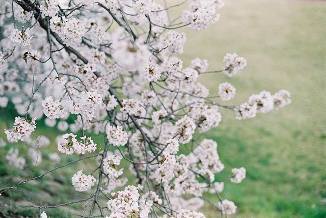 点击大图看下一张：淡淡的唯美樱花图片欣赏