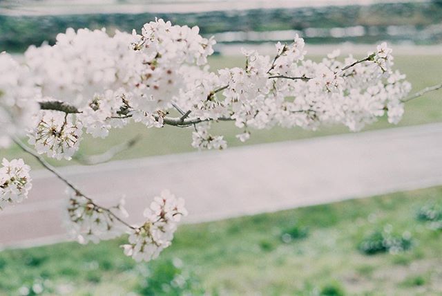 点击大图看下一张：淡淡的唯美樱花图片欣赏