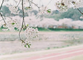 淡淡的唯美樱花图片欣赏