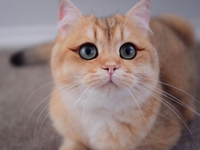 点击大图看下一张：画眼线戴美瞳的大眼小猫图片