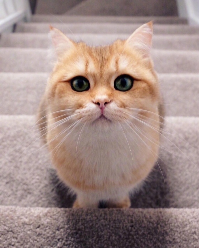 点击大图看下一张：画眼线戴美瞳的大眼小猫图片