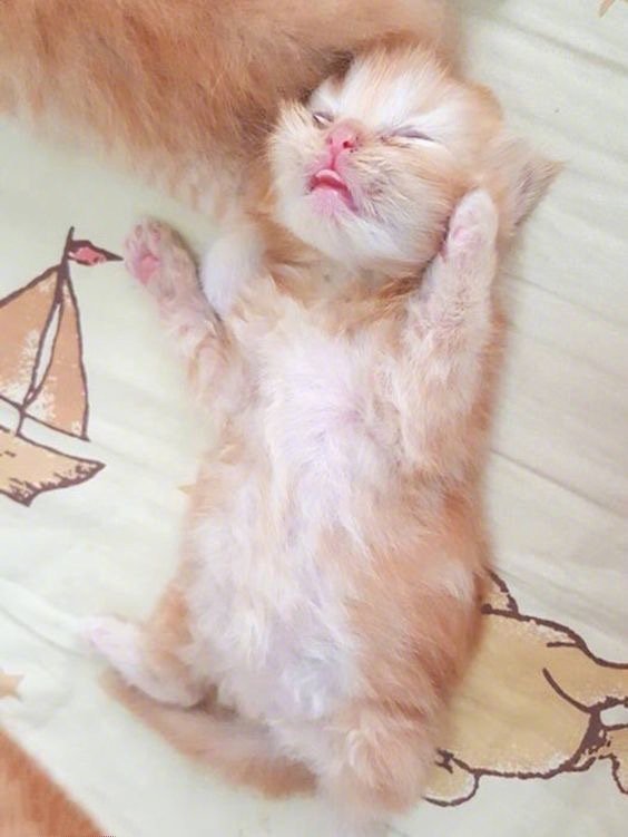 点击大图看下一张：不同小猫咪乖巧搞怪呆萌的睡觉姿势