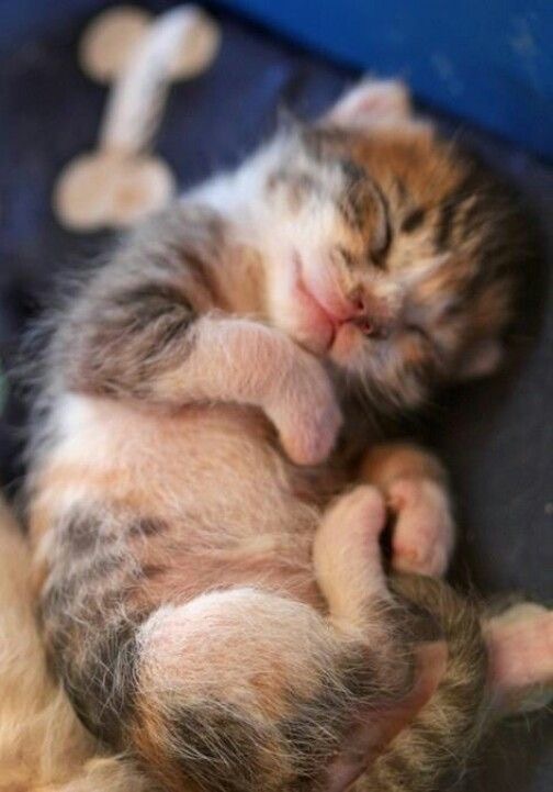 点击大图看下一张：不同小猫咪乖巧搞怪呆萌的睡觉姿势