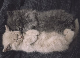 不同小猫咪乖巧搞怪呆萌的睡觉姿势